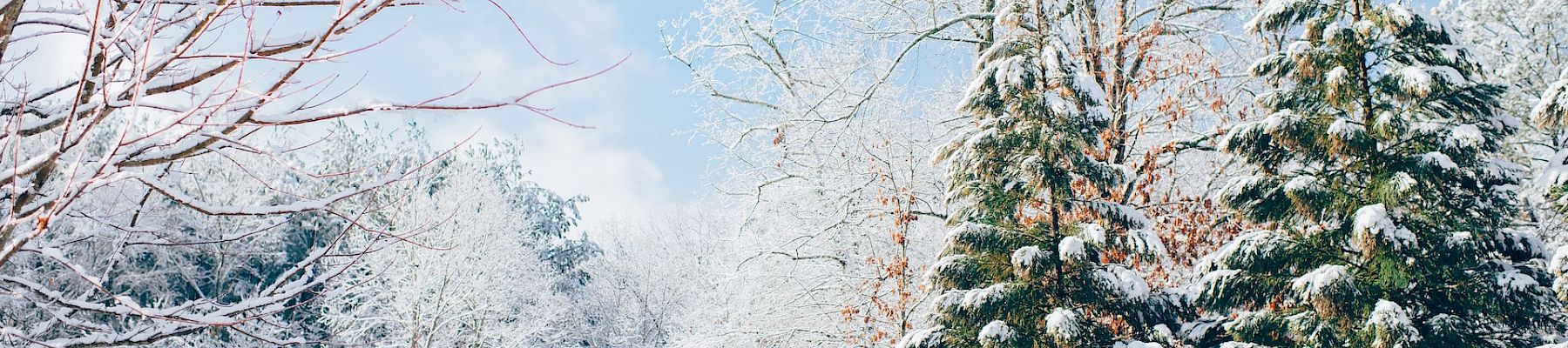 A serene winter scene with snow-covered trees set against a clear blue sky, capturing the beauty of a snowy landscape.