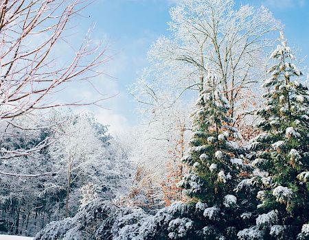 A serene winter scene with snow-covered trees set against a clear blue sky, capturing the beauty of a snowy landscape.